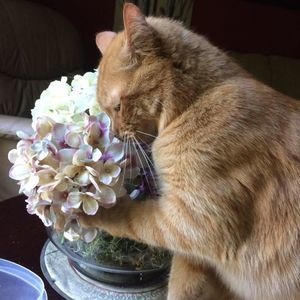 Meet your Posher, Debbie